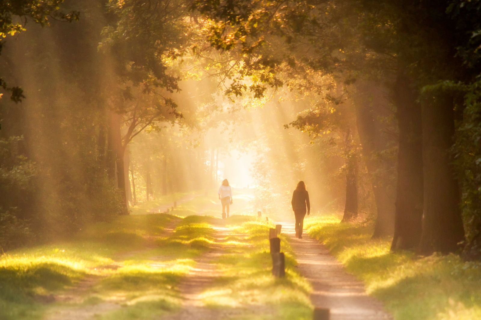 Two people walking along a forest path lit by golden morning sunlight